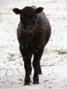 Lone calf stares deeply through the snow storm Royalty Free Stock Photo