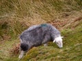 Lone herdwick sheep grazing