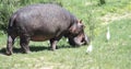 Lone hippo grazes on fresh grass on the shore of a pond