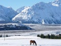 Lone horse In fresh snow
