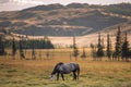 Lone horse grazes against the background of the mountains