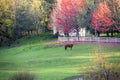 Lone horse grazes in clearing surrounded by colorful autumn tree