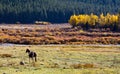 Lone Horse Grazes in Colorado Mountain Valley