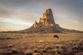 A horse grazes in front of Agathla Peak, north of Kayenta, Arizona at sunset Royalty Free Stock Photo