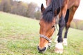 A lone horse grazes the grass