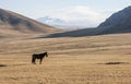 A lone horse grazes in a mountain pasture