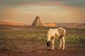 A horse grazing north of Kayenta, Arizona during sunset Royalty Free Stock Photo