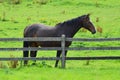 Lone horse quite contemplation Royalty Free Stock Photo