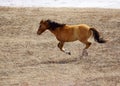 Lone Horse On The Run Royalty Free Stock Photo