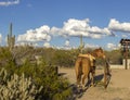 Lone horse saddled up in Scottsdale, Arizona