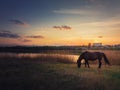 Lone horse silhouette grazing grass on a spring pasture near lake against warm sunset. Idyllic rural landscape and a black mare Royalty Free Stock Photo