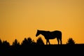 A lone horse is silhouetted at sunrise