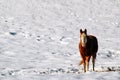 A lone horse in a snowy field Royalty Free Stock Photo