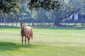 Lone horse in a Southern pasture Royalty Free Stock Photo