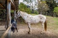 Lone horse tied up awaiting rider Royalty Free Stock Photo