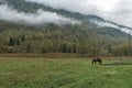 A lone horse under the saddle eats grass in the pasture Royalty Free Stock Photo