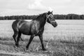 A lone horse walks on the road. runaway horse in the countryside. black and white