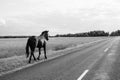 A lone horse walks on the road. runaway horse in the countryside. black and white