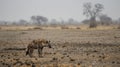 A lone hyena scavenges for food amid a landscape ravaged by drought. As natural ecosystems are disrupted animals are