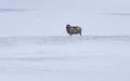 Lone Icelandic black sheep in bleak wild snow storm Royalty Free Stock Photo