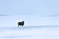 Lone Icelandic black sheep in bleak wild snowscape