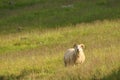 Lone Icelandic sheep grazing in a tall yellow grass landscape in Iceland