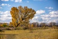 Lone inclined tree on the autumn meadow. Fluffy clouds in the sky