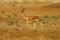 Indian gazelle also known as chinkara with long pointed horns running in national park at Rajasthan India Royalty Free Stock Photo