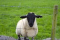 Lone irish sheep Royalty Free Stock Photo