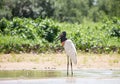 A lone Jabiru standing on the waters edge with a natural bush background