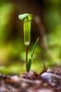 Lone Jack In The Pulpit Flower with a Soothing Background Royalty Free Stock Photo