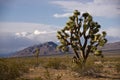 Lone Joshua Tree