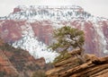 Lone juniper on outcrop of red sandstone in front of West Temple in Zion National park with cloudy sky and snow. Horizontal image