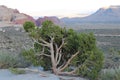 A Lone Juniper Red Rock Desert Valley Tree Landscape