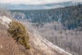 Lone Juniper on the South Slope - Boreal Forest