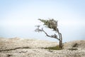 Lone juniper tree on high shore overlooking Black Sea, Crimea