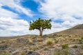 Lone juniper tree in the rocky west desert of Utah.