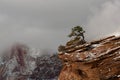 Lone juniper tree with snow clouds and partly hidden mountain peaks in Zion Nat. Park Utah