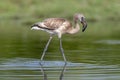 Lone Juvenile flamingo closeup shot, Jamnagar,