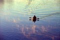 A lone Kayaker on Ladybird Lake, Austin, Texas