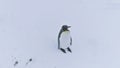 Lone king penguin wave wing antarctica aerial view Royalty Free Stock Photo