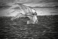 A lone kite on the beach