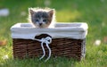 Lone kitten sitting in basket on green grass Royalty Free Stock Photo