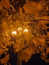 A lone lantern, reminds of itself, through the yellowed autumn foliage