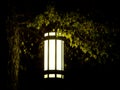 Lone lantern on tree in extreme darkness