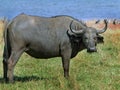 Lone Large Buffalo with an oxpecker on his eye in Zimbabwe