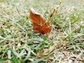Lone leaf Royalty Free Stock Photo