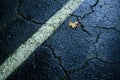 Lone Leaf on the Highway