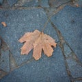 Lone leaf on the pavement Royalty Free Stock Photo