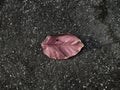 A lone leaf rests on rough pavement. Royalty Free Stock Photo